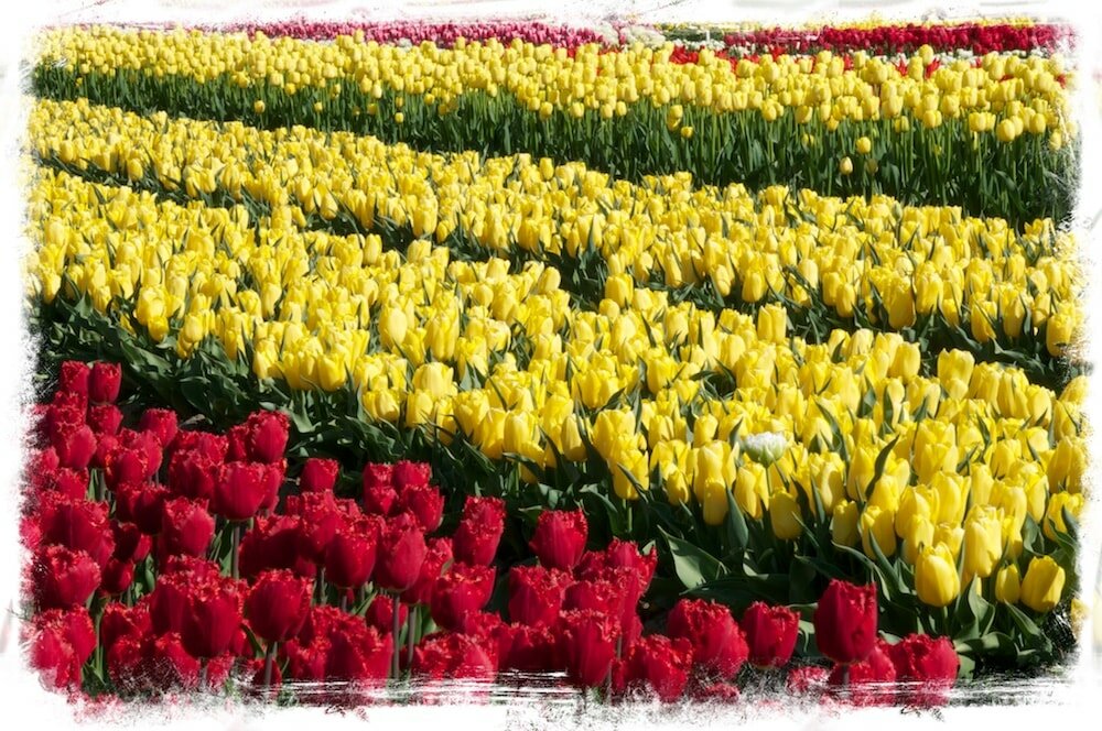 Tulpenveld, met vele verschillende tulpen (bij Venhuizen)